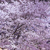 大河原 一目千本桜 夜桜散歩