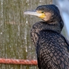 カワウは「不器用な鳥」じゃなくなったのか？