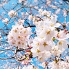 お花見で野外珈琲活動
