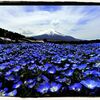  【ネモフィラと富士山】