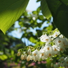 エゴノキは虫が付きやすい植物。白いお花にはエゴシギゾウムシなどの虫が訪れる絶好のスポット。
