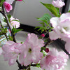 桜に酔う