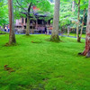【三千院】苔のじゅうたんと水と緑が気持ちの良いお寺