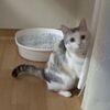 突然猫タワーが無くなり探し回るネコ吉くん。不機嫌になって引き篭もり・・・（動画）