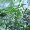 キモモマイコドリ Red-capped Manakin