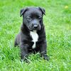 今更だけどダウの子犬はほぼ不動だと思う