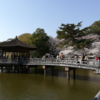 【Nara travel】Mar 31, 2018 Ukimido (浮見堂) and Cherry blossoms at Nara park (奈良公園の桜）.