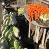 穏やかな日、保存野菜を畑から