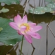 木場潟菖蒲園（後編）
