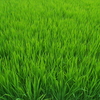 田んぼ