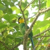 Long-tailed Broadbill オナガヒロハシ　(スマトラの鳥その７)