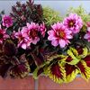 植えたい花より育つ花★Yesterday-Today-and-Tomorrow★命日