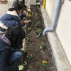 花壇植え替え