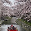 松川の桜