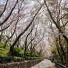 八ッ面山の桜