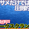 有給をもらい日帰りで千葉県伊戸にダイビングに行きました