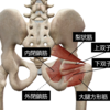 股関節深層外旋6筋の作用とストレッチ方法