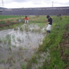 明日は雨でもダルたん調査隊！