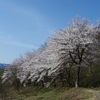 南魚沼の名峰！坂戸山(634m)でお花見(桜・カタクリ)登山