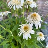 ＊種まきのエキナセア 開花♡
