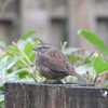 Song Sparrow