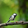 夏鳥を探しに（その２）……　"オオルリ" "キビタキ" "クロツグミ" ほか　         野鳥撮影《第143回目》