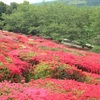 日輪寺公園のツツジ