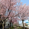 北26条、鴨々川沿い、寒地土木研究所の桜、新川沿いの夜桜巡り