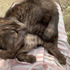 猫が来た❣️