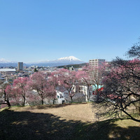 源平咲きと石割梅～盛岡八幡宮・天満宮