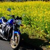 指宿菜の花バイクツーリング