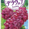 「野菜生活100 山形デラウェアミックス」の魅力と健康効果～ポリフェノールたっぷりの砂糖不使用ジュース～