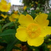 2014/5/28　花の名前