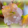 Flowering