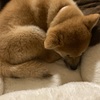 無事帰省してます