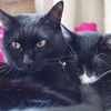 今日の黒猫モモ＆白黒猫ナナの動画ー８６６