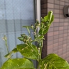 6年目を迎えた鉢植えレモン