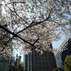 年度末と桜の花