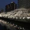 夜桜in大横川その１