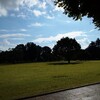 寄り道🎵  ジョグ公園のキンモクセイ💠大きすぎませんか〰️😲💦🌳