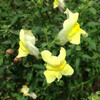 (271) Antirrhinum majus