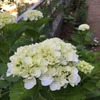 ６月の庭。。。その１