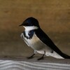 ノドジロツバメ(White-throated Swallow)など