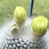 昨日の雪晃の蕾。2025年6月14日の記録です。私の骨密度の話しなども。