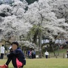 淡墨桜は今年も凛と咲く（2020年4月）