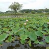 利根町親水公園内の蓮花