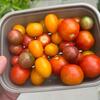 今朝もミニトマト収穫！　これぞっ採れたて！