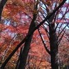 今年の鎌倉紅葉谷