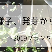 水菜の様子 間引き2回目から収穫まで 19プランター栽培3 お洒落なカフェが苦手です 水菜の様子 間引き2回目から収穫まで 19プランター栽培3 お洒落なカフェが苦手です