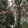 八重桜